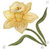 Daffodil Filled, Upper Left