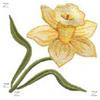 Daffodil Filled, Upper Right