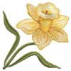 Daffodil Filled, Single