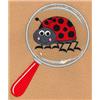 Cute Ladybug Magnified