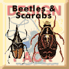 Beetles & Scarabs (NAT3)