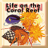 Life on the Coral Reef
