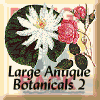 Large Antique Botanicals 2