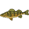 Fish - Yellow Perch