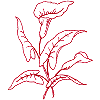 Arum Lily, large