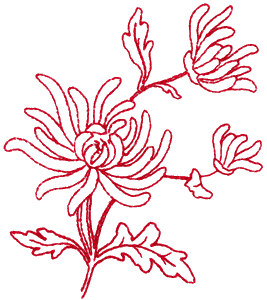 Chrysanthemum, large