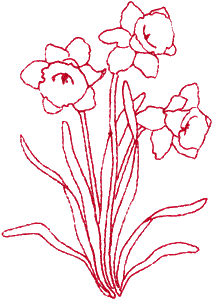 Daffodil, large