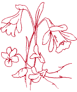 Daffodils Violets, large