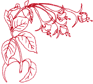 Fuchsia, large