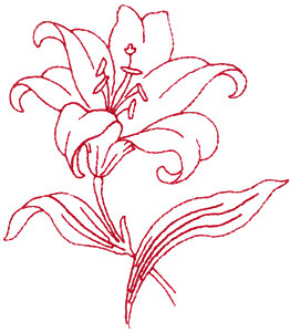 Japanese Lily, large