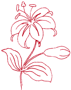 Lily, large