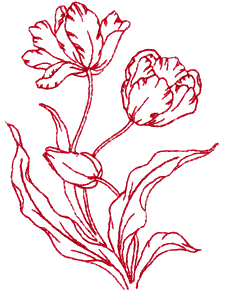 Tulip, large