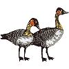 State Bird (Nene Goose) 