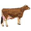 Dairy cow - larger