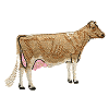 Dairy Cow - larger