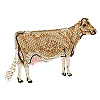 Small Dairy Cow - smaller