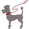 Poodle with Leash
