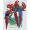 Parrot Cross Stitch Patterns category icon