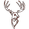 Deer Portraits