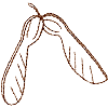 Maple Seed, outline