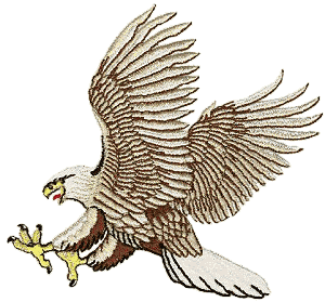 Bald Eagle Bird