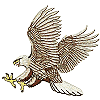 Bald Eagle Bird