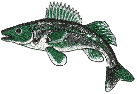 Walleye Fish 2