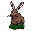 Bunny in the Grass