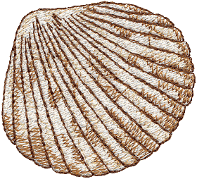 Seashell 7