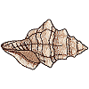 Seashell 8