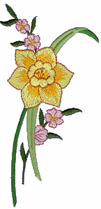 Smaller Single Daffodil, split