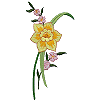 Larger Single Daffodil, split