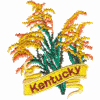 Kentucky State Flower (Goldenrod)