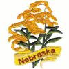 Nebraska State Flower (Goldenrod)