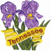 Tennessee State Flower (Iris)