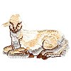 Lamb Sitting