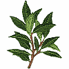 Machine Embroidery Designs Herbs and Seasonings category icon