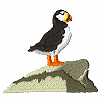 Puffin on Rock