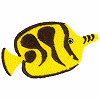Fish 5