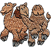 Camel Pair