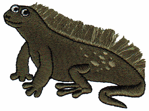 Fringe Iguana