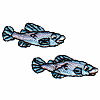 2 Fish