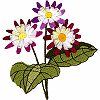 Purple Daisy Flowers