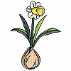 Daffodil Bulb