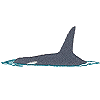 Orca Whale, small