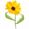 Sunflower (F2)