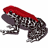 Black, White & Red Frog