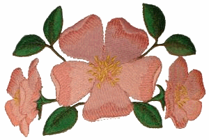 Prairie Rose, larger