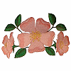 Prairie Rose, larger