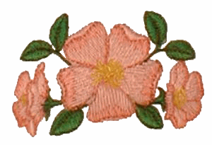 Prairie Rose, smaller